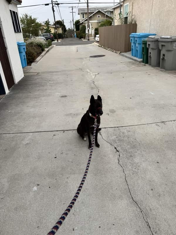 A picture of a black dog named Bowie sitting, taken on August 2 2026 at 7:19 am
